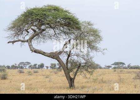 Un acacia solitaire dans un paysage de savane herbacé sec, Panthera pardus, Tanzanie Banque D'Images