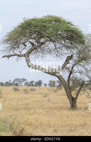 Un acacia solitaire dans un paysage de savane herbacé sec, Panthera pardus, Tanzanie Banque D'Images