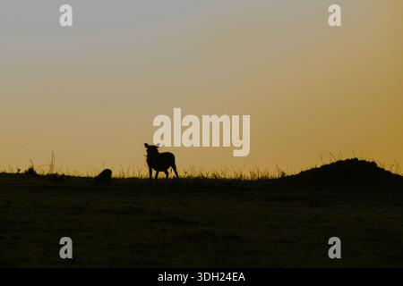Une vache seule silhouette contre un ciel de coucher de soleil orange sur une colline herbeuse transmet un sentiment de solitude, Phacochoerus africanus, Tanzanie Banque D'Images