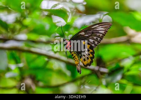 Papillon ornithoptera euphorion (Ornithoptera euphorion) femelle de Cairns dans le Tableland d'Atherton, dans l'extrême nord du Queensland, en Australie. Banque D'Images