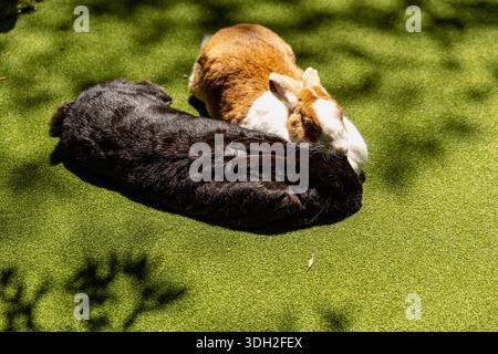 Deux lapins reposant ensemble Sunny Grass Banque D'Images