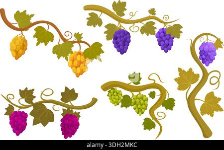 Raisin de vigne. Grappes de raisins rouge violet jaune vert sur des branches avec des feuilles. Production de vin, vendanges saisonnières, agriculture. Sapid de fruits frais naturels Illustration de Vecteur