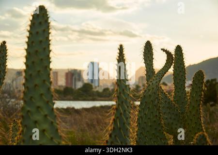 Cactus de langue de vache (Opuntia engelmannii) à Salinas de Calpe marais salants avec gratte-ciel en arrière-plan (Marina Alta, Costa Blanca, Alicante, Espagne) Banque D'Images