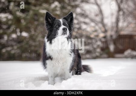 Border Collie se trouve dans le jardin couvert de neige en saison d'hiver. Attentif chien noir et blanc mignon dans la nature enneigée. Banque D'Images
