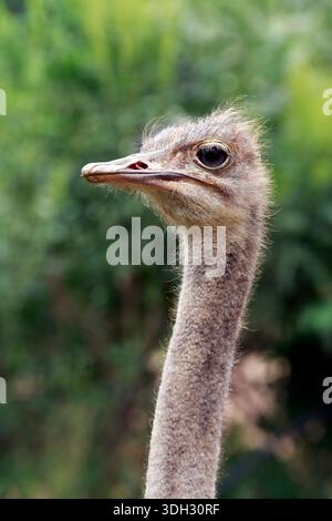 Gros plan d'autruche, Struthio camelus, dans le pâturage avec un fond vert flou. Brésil Banque D'Images