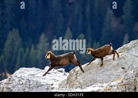 Italie, Frioul, Carnia — Alpes carniques - chamois Banque D'Images