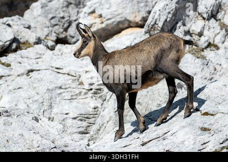 Italie, Frioul, Carnia — Alpes carniques - chamois Banque D'Images