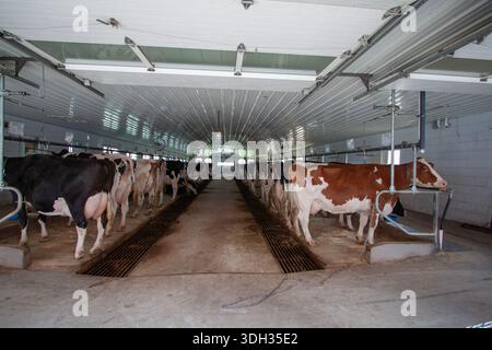 Un paquet de vaches laitières, y compris des races Holstein et Guernesey, debout dans une grange propre et traditionnelle sur une frarm amish dans le comté de Lancaster, Pennsylvanie Banque D'Images