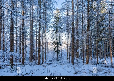 Forêt enneigée dans le quartier allemand Oberberg Banque D'Images