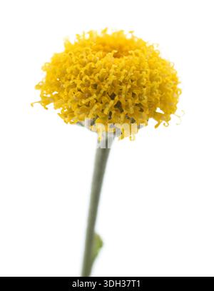 Fleurs de coton lavande isolées sur blanc Banque D'Images