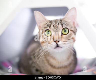 Un jeune chat tabby aux yeux larges avec les yeux verts Banque D'Images