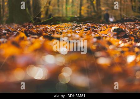 Prise de vue en bas angle d'un sol forestier couvert de feuilles d'automne tombées, avec des figures floues de personnes marchant en arrière-plan. Banque D'Images