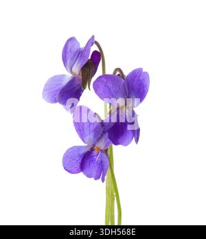 Fleurs printanières précoces ( Viola odorata) isolées sur fond blanc. Bois Violet. Banque D'Images