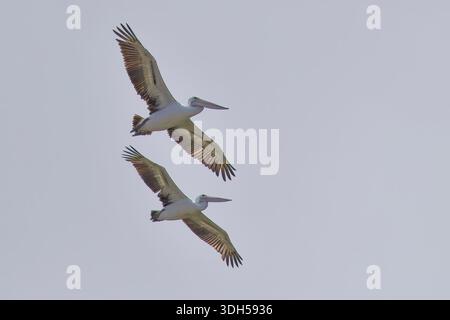 Pélicans australiens (Pelecanus conspicillatus) deux en vol contre le ciel, Victoria, Australie. Banque D'Images