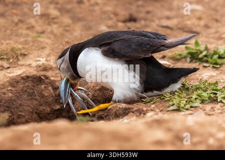 Macareux de l'Atlantique (Fratercula arctica) avec bec plein d'anguilles de sable, Skomer Island, Pembrokeshire, pays de Galles, Royaume-Uni Banque D'Images