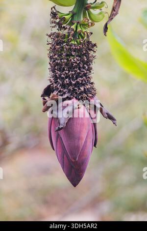 Gros plan d'une bananière présentant une fleur en développement et un petit groupe de fruits. Les bractées violettes et les fleurs délicates contrastent avec le vent luxuriant Banque D'Images