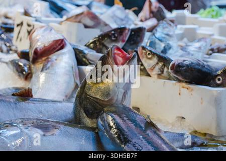 Divers poissons frais se trouvent sur un lit de glace dans un marché de fruits de mer animé. Les poissons sont disposés dans des récipients blancs, présentant une sélection vibrante pour sho Banque D'Images