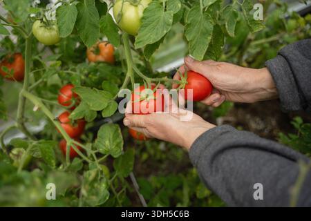 Les mains d'un jardinier récoltent soigneusement les tomates rouges mûres d'un jardin potager luxuriant, symbolisant une récolte abondante et les joies de la nature biologique Banque D'Images
