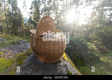 Un panier tissé rempli de champignons sauvages se trouve sur un rocher couvert de mousse dans une forêt sereine. La lumière du soleil filtre à travers les arbres, mettant en évidence le bea naturel Banque D'Images