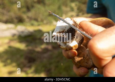 Gros plan des mains à l'aide d'un couteau pour trancher un champignon frais recouvert de terre dans un cadre extérieur, mettant en valeur la récolte de champignons sauvages. Banque D'Images