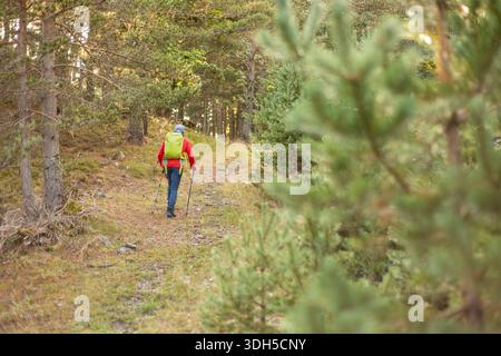 Un randonneur solitaire portant une veste rouge et un sac à dos vert marche à travers un sentier serein en forêt, entouré d'arbres luxuriants et capturant l'essence de au Banque D'Images
