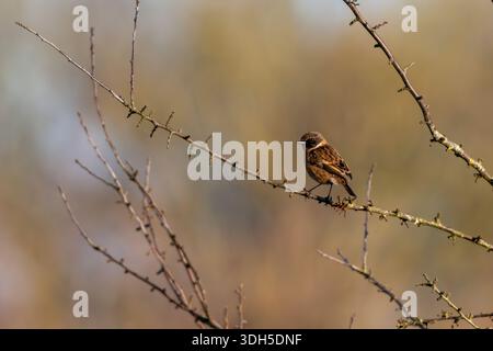 Stonechat perché sur une branche mince sur fond naturel doux Banque D'Images