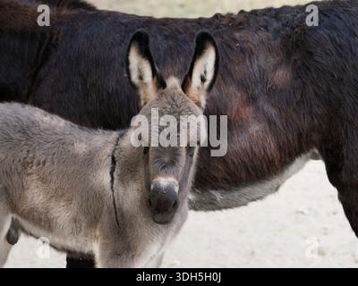 Adorable Baby Donkey à côté de sa mère Banque D'Images