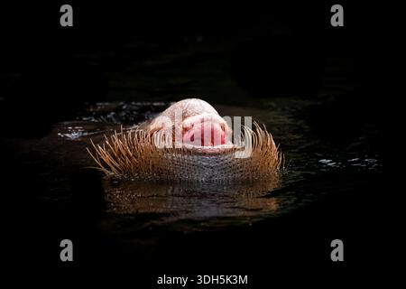 un morse nage pendant des heures dans la piscine d'un zoo. Ses moustaches au-dessus de l'eau et sa bouche ouverte. Banque D'Images