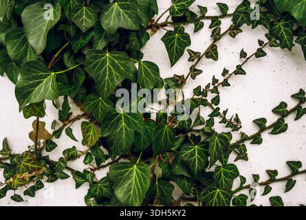 Feuilles de lierre vert grimpant sur le mur blanc en motif naturel Banque D'Images