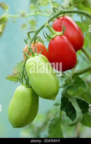 Tomate Roma, une variété de tomates prunes avec peu de graines, poussant sur la vigne. Solanum lycopersicum. Banque D'Images