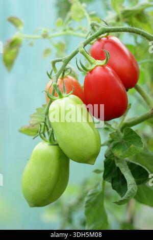 Tomate Roma, une variété de tomates prunes avec peu de graines, poussant sur la vigne. Solanum lycopersicum. Banque D'Images