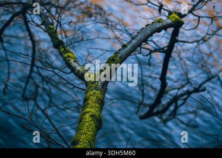 Branche d'arbre couverte de mousse sur fond de forêt bleue douce Banque D'Images