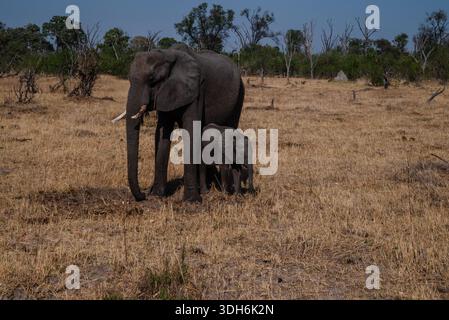 Éléphant et veau d'Afrique dans les prairies sèches du delta de l'Okavango, Botswana Banque D'Images