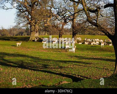Ranger les cerfs en hiver sur Ripley Castle Estate près de Ripley North Yorkshire Angleterre Banque D'Images