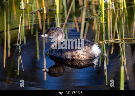 Pied-billed grebe (Podilymbus podiceps) - Green Cay Wetlands, Boynton Beach, Floride, États-Unis Banque D'Images