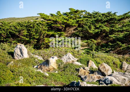 Les arbres côtiers en forme de vent poussent parmi les rochers et la végétation basse sous la lumière du jour clair. Banque D'Images