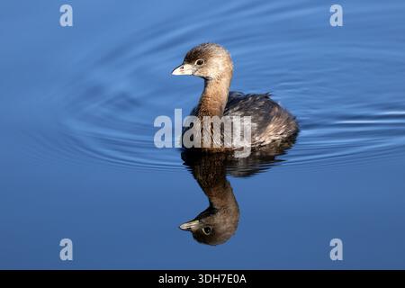Pied-billed grebe (Podilymbus podiceps) - Green Cay Wetlands, Boynton Beach, Floride, États-Unis Banque D'Images