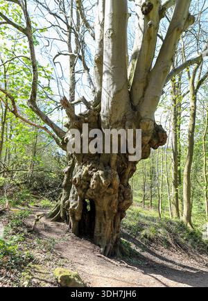 Un vieux hêtre noueux (Fagus) à Doward, Herefordshire, Angleterre, Royaume-Uni Banque D'Images