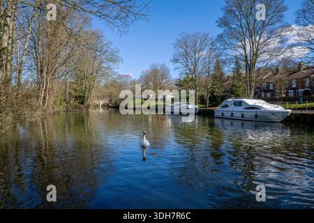 Croiseur typique de location de vacances amarré sur les rives bordées d'arbres de la rivière wensum dans la ville de norwich, norfolk s'élargit avec l'évêque historique bridg Banque D'Images