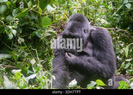 Un portrait rapproché d'un gorille de montagne sérieux à dos argenté dans le parc national impénétrable de Bwindi, en Ouganda, révélant la force, l'intelligence et q Banque D'Images