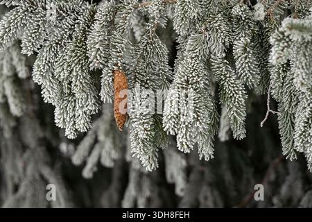 Branches d'épinette bleue couvertes de gel avec une pomme de pin suspendue dans une forêt d'hiver tranquille. Détail d'hiver des aiguilles d'épinette bleue enduites de givre. Banque D'Images