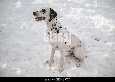 Un chien dalmate est assis dans la neige. Le chien regarde la caméra. La scène est paisible et calme Banque D'Images