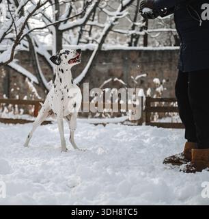 Un chien dalmate joue dans la neige avec une personne. Le chien est blanc et noir et est debout dans la neige. La personne porte un manteau noir et moi Banque D'Images