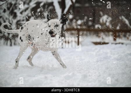 Un chien blanc dalmate joue dans la neige. Le chien court et saute dans la neige, et il passe un bon moment. La scène est animée et joyfu Banque D'Images