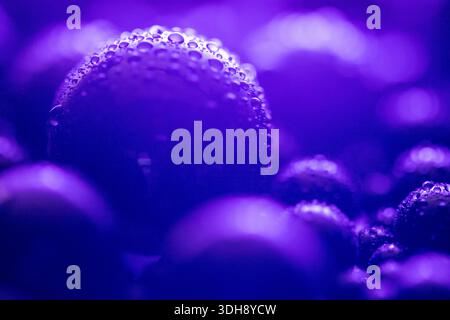 Une image violette floue de nombreuses petites sphères. L'image est d'un liquide avec une teinte violette Banque D'Images