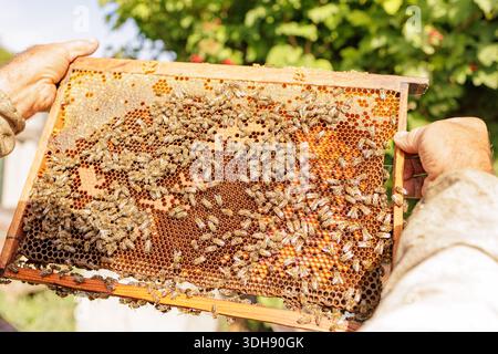 Les mains tiennent un cadre en nid d'abeilles recouvert d'abeilles lors d'un contrôle de ruche en plein air, idéal pour le contenu de blog et de site Web sur la production de miel et la pollinisation Banque D'Images