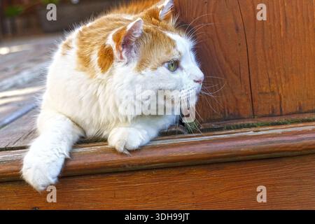 Un chat domestique au gingembre et blanc se tient debout dans une posture de chasse sur une terrasse en bois, à la recherche de proies dans le jardin. Banque D'Images