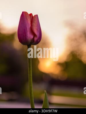 Tulipes éclatantes en gros plan fleuri. Fleurs de tulipe fleurissant gracieusement dans un jardin luxuriant. Faire pousser des fleurs de bulbe printanier dans le jardin. Banque D'Images