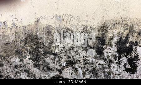 Une photo d'un mur de crème détérioré recouvert de moisissure noire foncée, de mousse verte et de peinture pelable, mettant en valeur une texture granuleuse et altérée par les intempéries. Banque D'Images