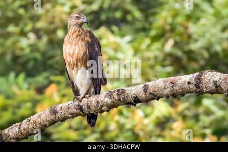 Un aigle à tête grise perché sur une branche d'arbre à Singapour, alerte et scrute ses environs dans un environnement tropical. Banque D'Images